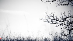 Trees monochrome shadows silhouettes