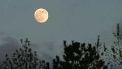 Trees moon skyscapes