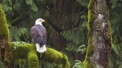 Trees moss Eagles bald eagles