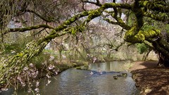 Trees moss pink flowers rivers flowered trees