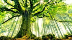 Trees moss sunlight forests