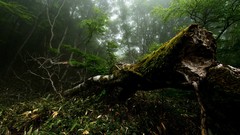 Trees moss tree trunks forests