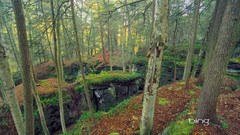 Trees moss West Virginia USA bing forests