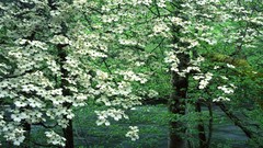 Trees Mountains bloom national park Tennessee