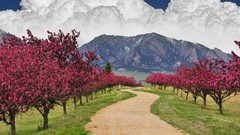 Trees Mountains clouds trail spring Colorado cherry blossoms 