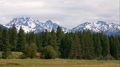 Trees Mountains forests