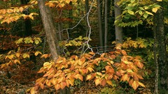 Trees Mountains Green vermont forests National beech