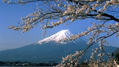 Trees Mountains Japan sakura osaka cherry blossoms