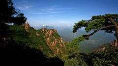 Trees Mountains Landscapes