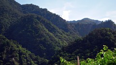 Trees Mountains light Green morning skyscapes