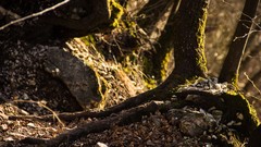 Trees Mountains roots