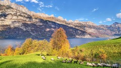 Trees Mountains sheep fields