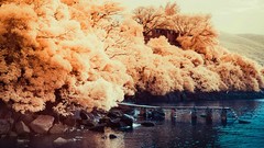 Trees multicolor cityscapes Yiu Yu Hoi