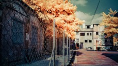 Trees multicolor cityscapes Yiu Yu Hoi