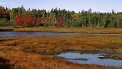 Trees multicolor water Landscapes