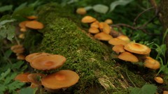 Trees mushrooms