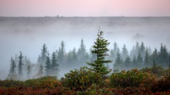 Trees national geographic