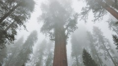 Trees national geographic forests Sequoia