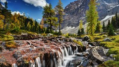 Trees national park forests