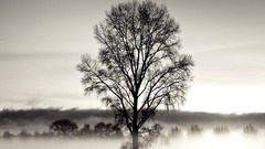 Trees New Zealand mist grayscale