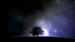 Trees night Anime Landscapes