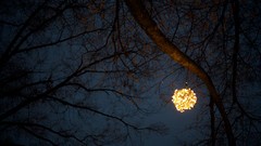 Trees night branches lights