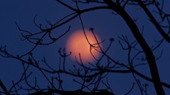 Trees night branches moon Mexico silhouettes