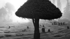 Trees night cemetery