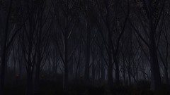 Trees night dark autumn eyes Wood forests