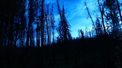 Trees night dark forests blue skies skyscapes