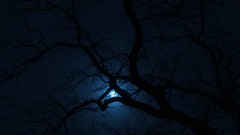 Trees night dark moon Wrocław