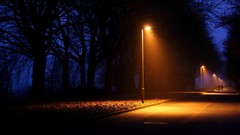 Trees night dark roads street lights post
