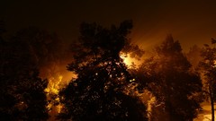 Trees night light glow