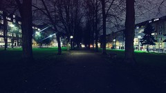 Trees night light Park