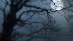 Trees night moon