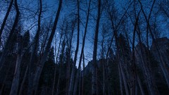 Trees night moon crescent