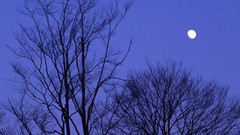 Trees night moon Japan