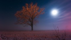 Trees night national geographic
