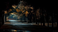 Trees night paths forests