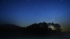 Trees night sky