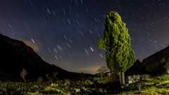 Trees night sky long exposure