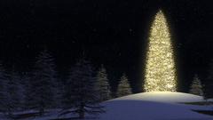 Trees night sky nature