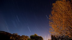 Trees night sky star trails