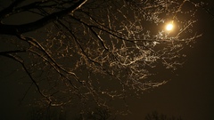 Trees night skyscapes nature