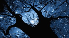 Trees night Stars