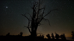 Trees night Stars silhouettes
