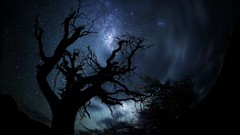 Trees night Stars sky skies