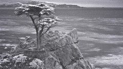 Trees ocean lonely cypress Monterey infrared infrared 