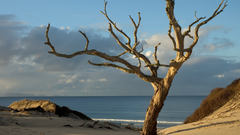 Trees Oceans Sea Beaches