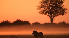 Trees orange Lions Mammals